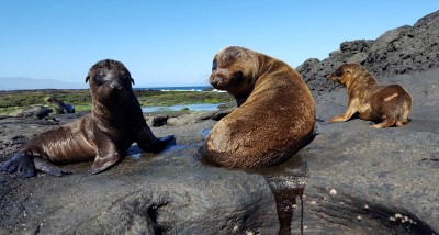 santiago puerto egas baby sea lions