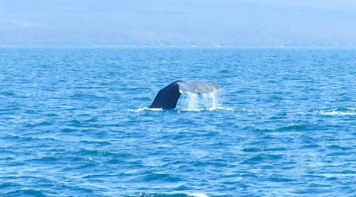 isabela navigation sperm whale