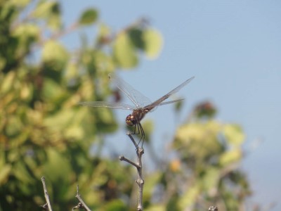 fernandina punta espinoza mosquito