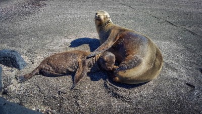 fernandina punta espinoza sea lions