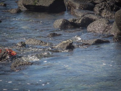 fernandina punta espinoza swimming iguanas