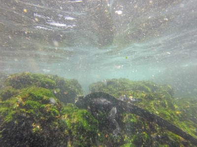 fernandina iguana snorkeling1