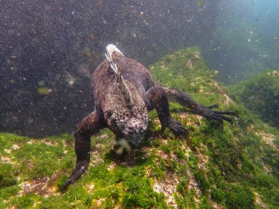 fernandina iguana snorkeling2