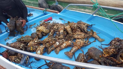 isabela puerto villamil lobster