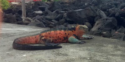 floreana colored sea iguana