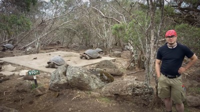 floreana tortoises