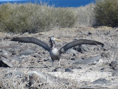 espanola punta suarez pelicane