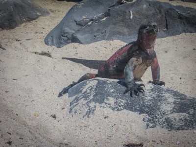 espanola punta suarez sea iguana