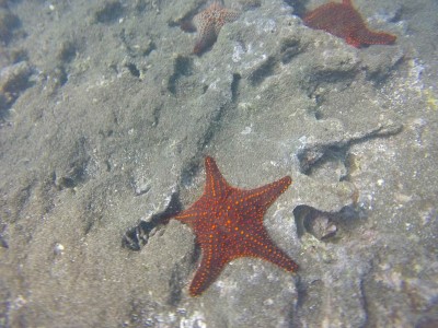 bartolome snorkeling red seastar