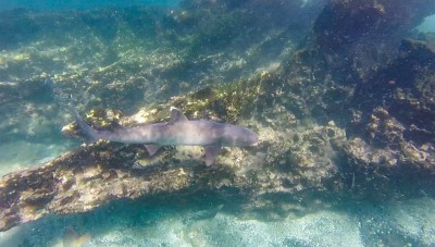 bartolome snorkeling shark