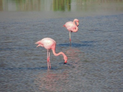 santa cruz dragon hill flamingo