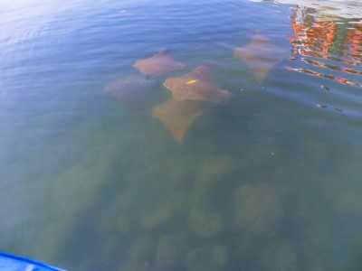 black turtle cove rays